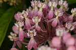 Swamp milkweed